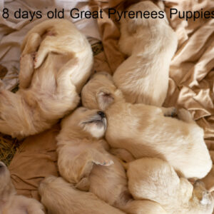 Great Pyrenees Puppies in Nova Scotia Canada
